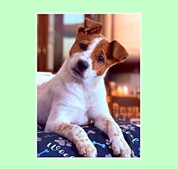 Photo of Nixa URGENT HELP!