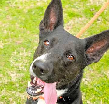Photo of Baron
