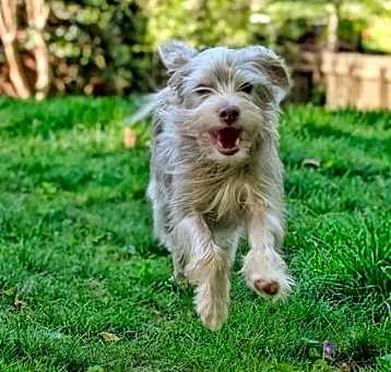 Photo of Kooper