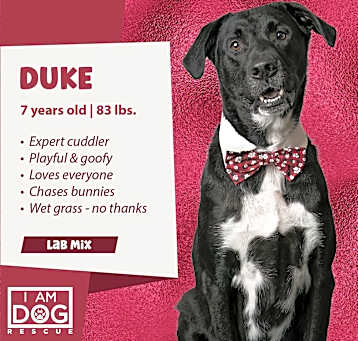 Photo of Duke