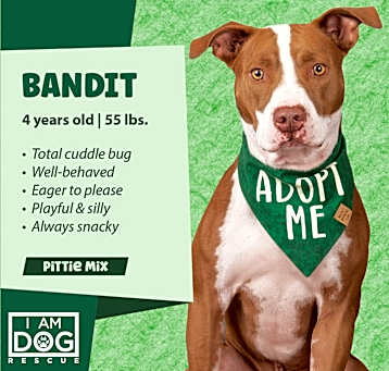 Photo of Bandit