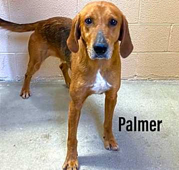 Photo of Palmer