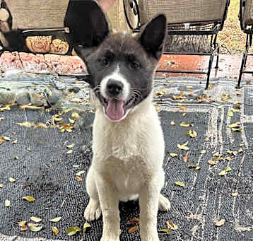 Photo of Annie