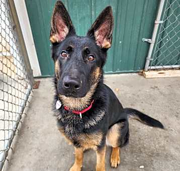 Photo of Harley