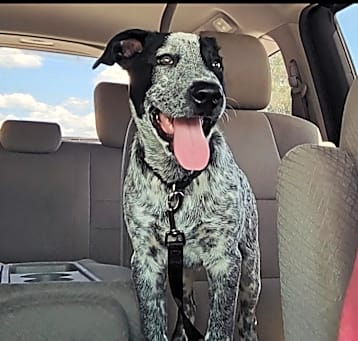 Photo of Bandit
