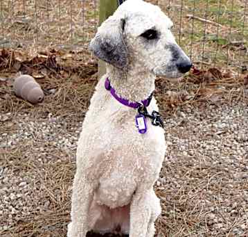 Photo of Sadie