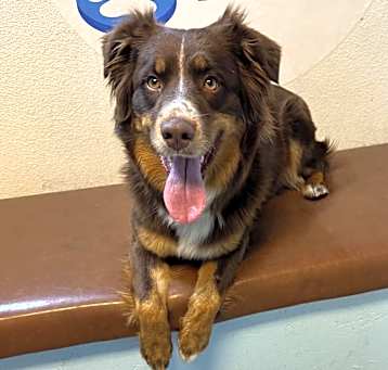 Photo of Bindi