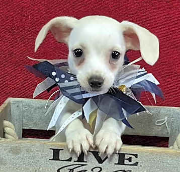 Photo of Pixie
