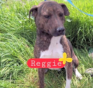 Photo of Reggie