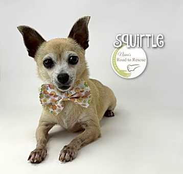 Photo of Squirtle