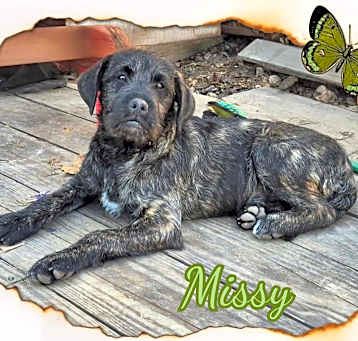 Photo of Missy