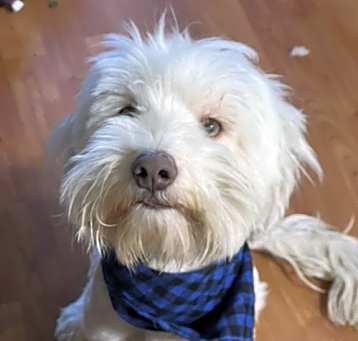 Photo of Riley