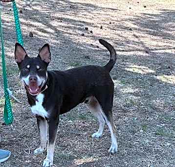 Photo of Nehi