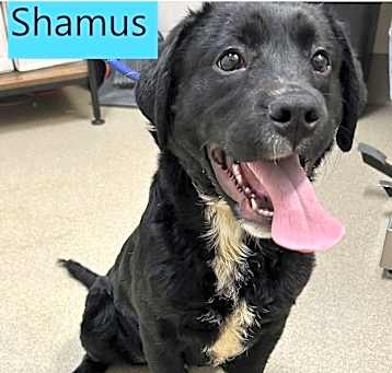 Photo of Shamus