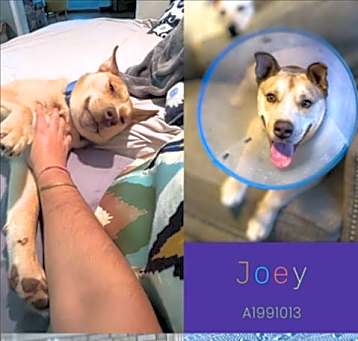 Photo of JOEY