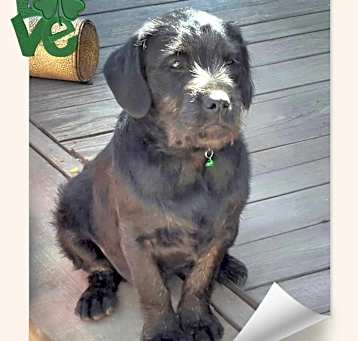 Photo of Ruger