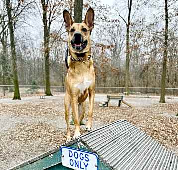Photo of Tiger