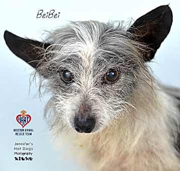 Photo of BeiBei