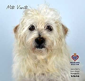 Photo of Milli Vanilli