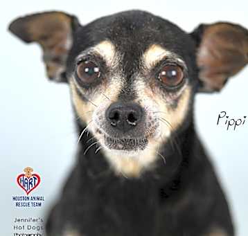 Photo of Pippi