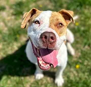 Photo of Bumble