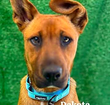 Photo of Dakota