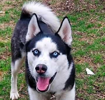 Photo of Bandit