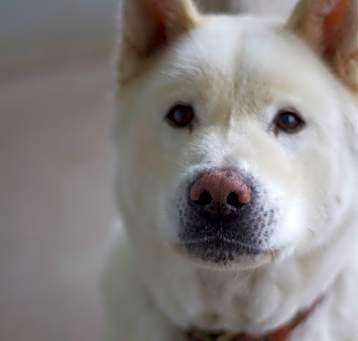 Photo of Fang