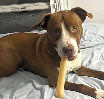 Photo of Dex 