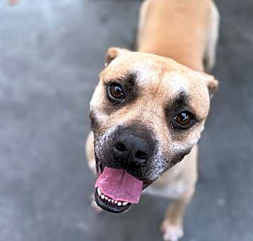 Photo of NUGGET