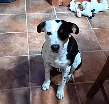 Photo of Doolie