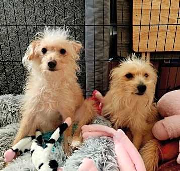 Photo of Lulu & Layla