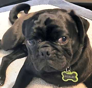 Photo of Mr Pickles