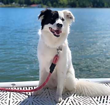 Photo of Stella
