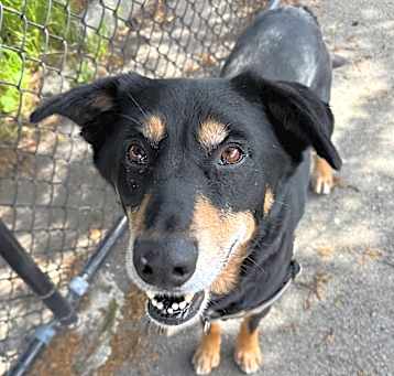 Photo of Buddy
