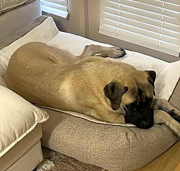 Photo of Duke