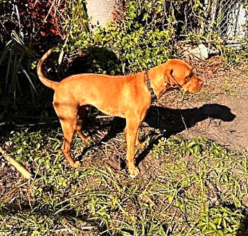 Photo of Rudder