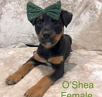 Photo of O’Shea