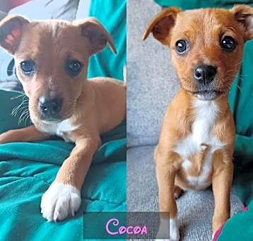 Photo of Cocoa