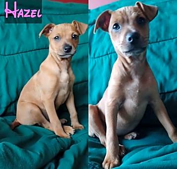 Photo of Hazel