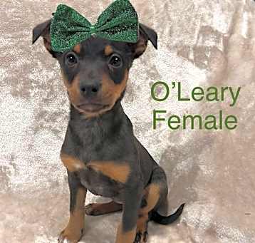 Photo of O’Leary