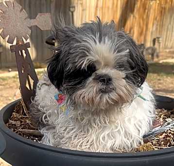 Photo of Cotton