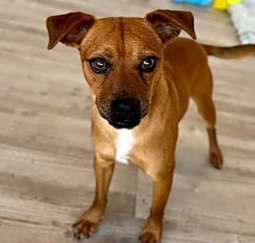 Photo of Peanut