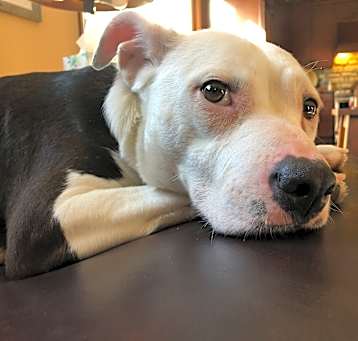 Photo of Penny