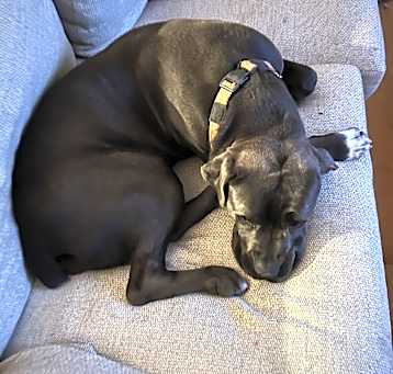Photo of Daisy