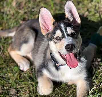 Photo of Beau