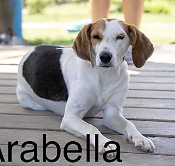 Photo of Arabella