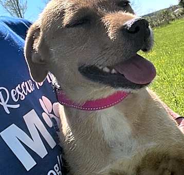 Photo of Gidget