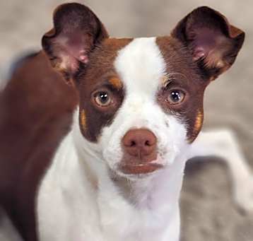 Photo of ROSIE
