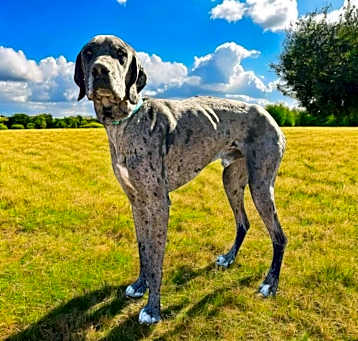 Photo of Lysander
